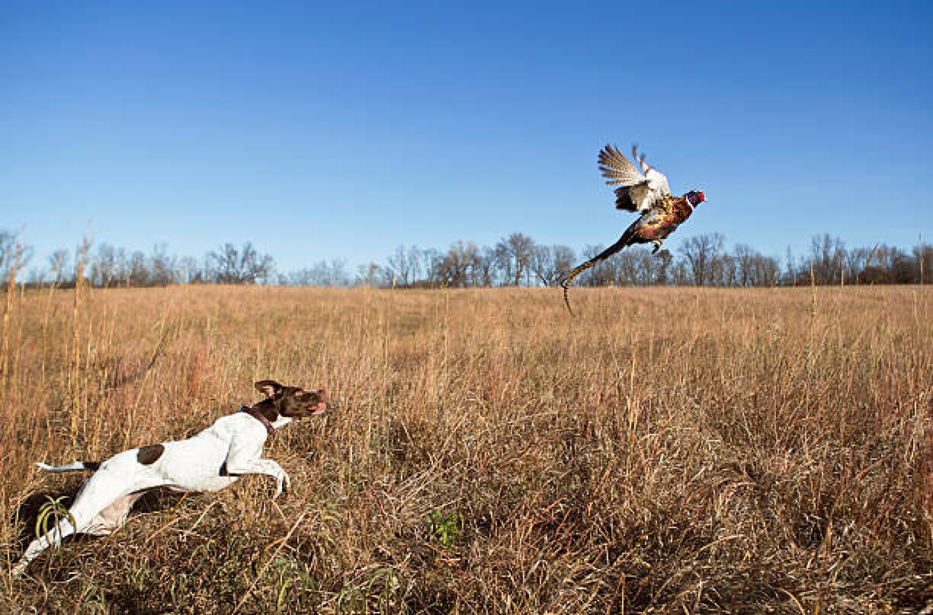 Photo for Plan Your Hunting Getaway in Calhoun County